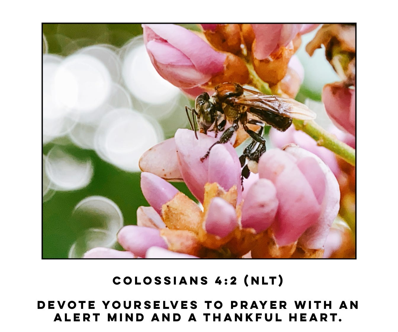 Close up of a bee on a pink flower. Bible verse Colossians 4:2 NLT Devote yourselves to prayer with an alert mind and a thankful heart.