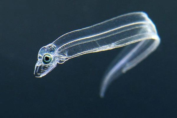 The Transparent Larval Stage of Eels (Leptocephalus) | CFLAS