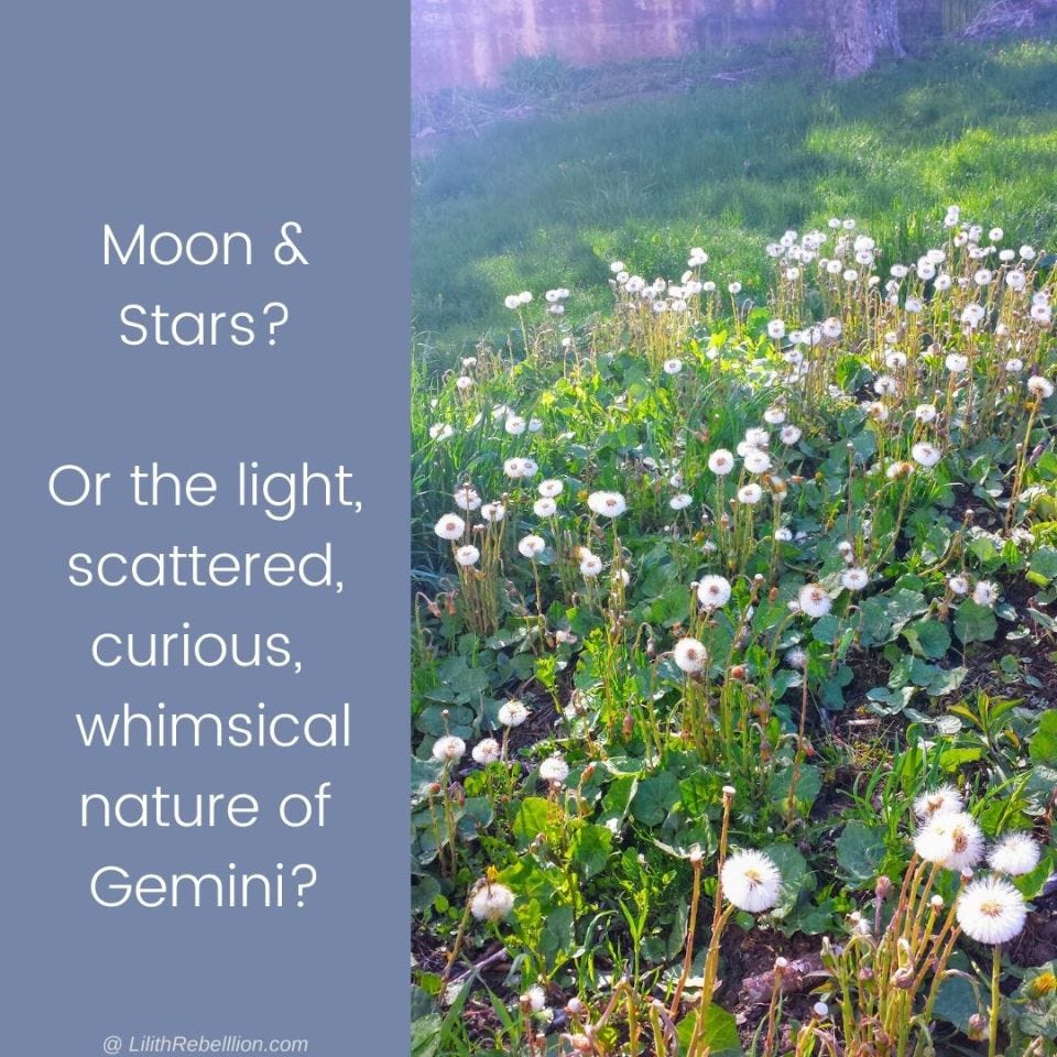 multiple dandelions which have gone to seed looking like white globes with the caption: Moon and stars? Or the ligght, scattered, curious, whimsical nature of gemini?