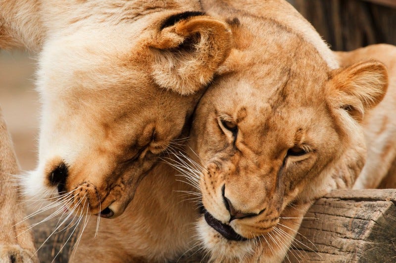 Uma foto de duas leoas com as cabeças encostadas, no que parece uma demonstração de carinho