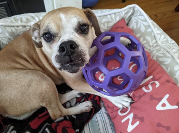 Maya, who belongs to loyal reader Karisa, is a sweet beabull who loves her purple ball. Want your pet to appear in The Highlighter? I think you do! hltr.co/pets