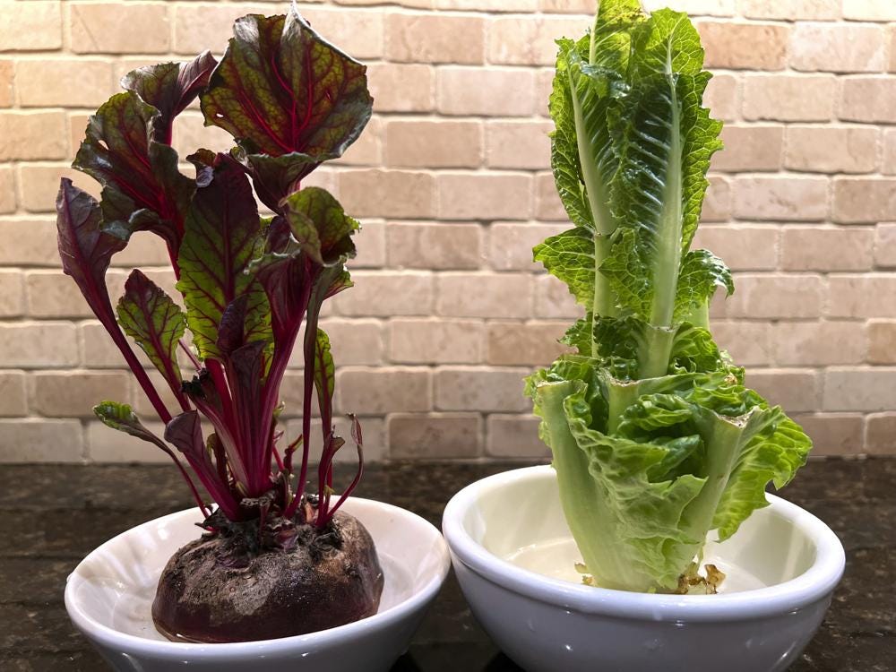 This Sept. 20, 2022, image provided by Jessica Damiano shows beet greens, left, and Romaine lettuce grown indoors from kitchen scraps. (Jessica Damiano via AP)