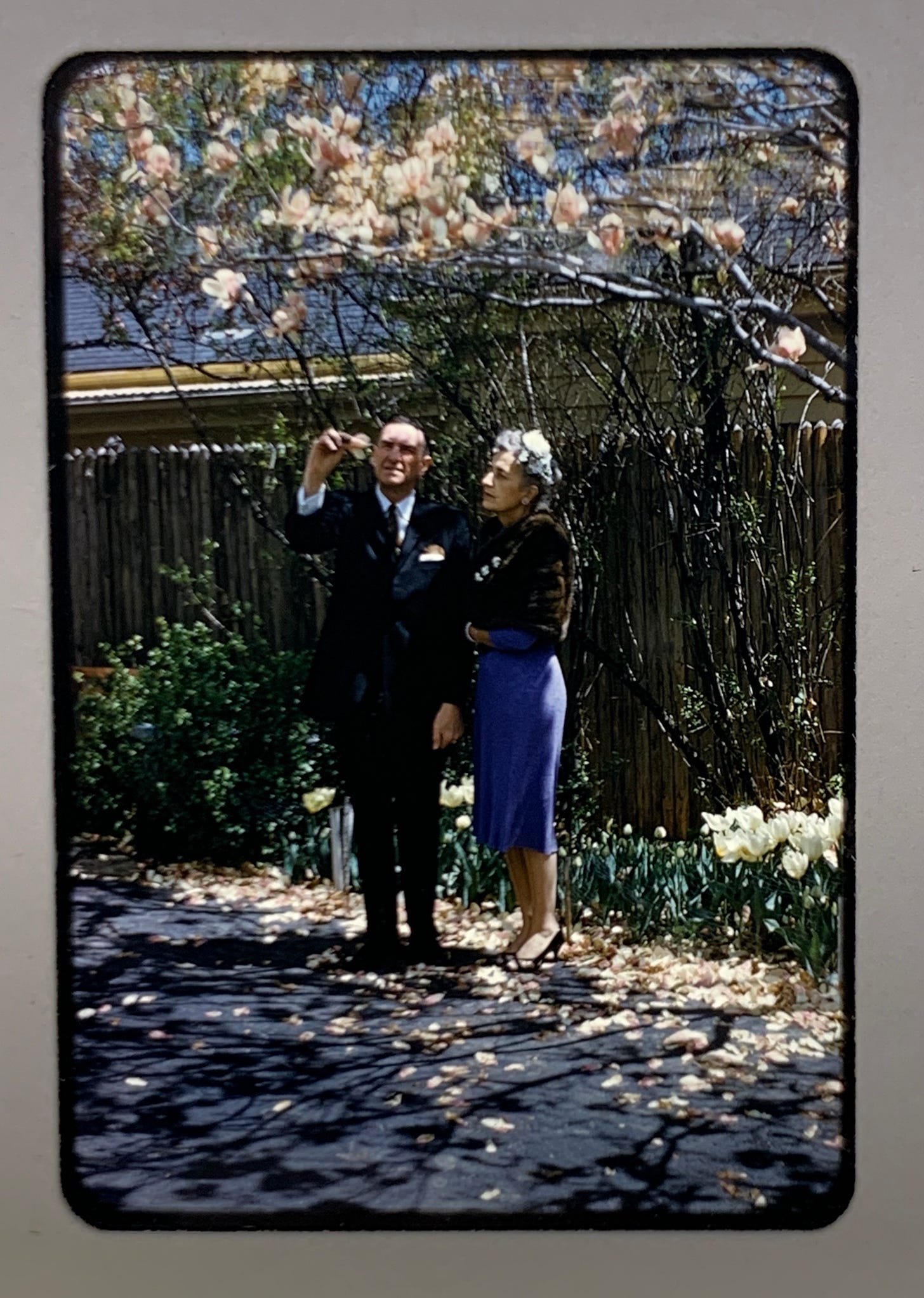 A man in a suit and woman in a blue dress and fur stole stand on a paved driveway beneath a pink flowered Magnolia tree.