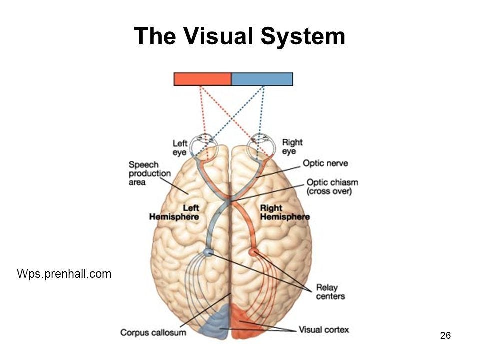 Diagram of the hemispheres and the visual system