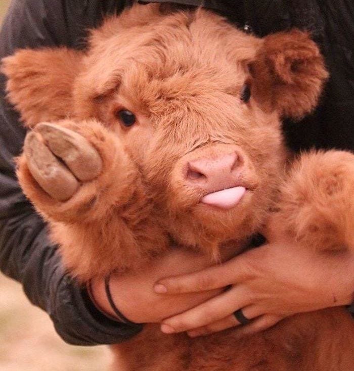 These 50 Highland Cattle Calves Are Just The Cutest | Bored Panda