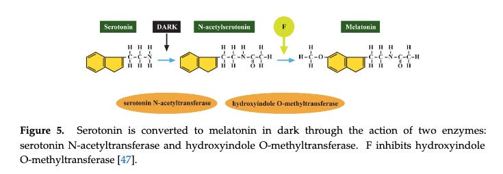 graphic showing how serotonin is converted to melatonin in darkness, and how Fluoride can inhibit that reaction