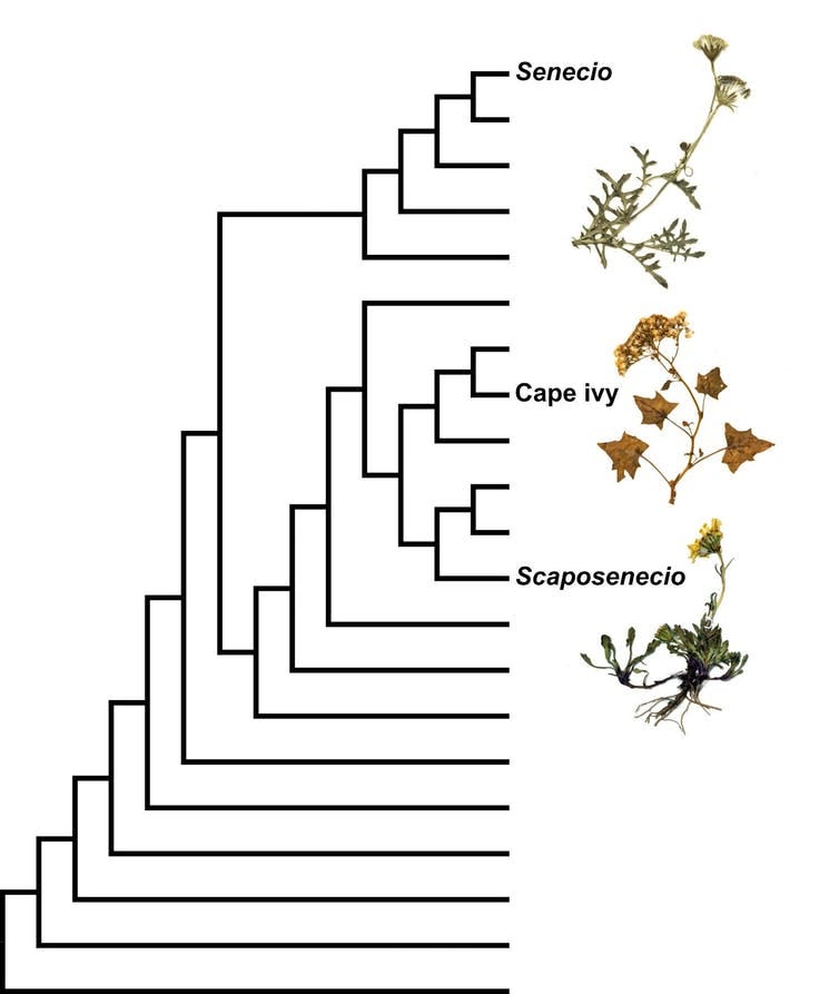 Simplified phylogenetic tree