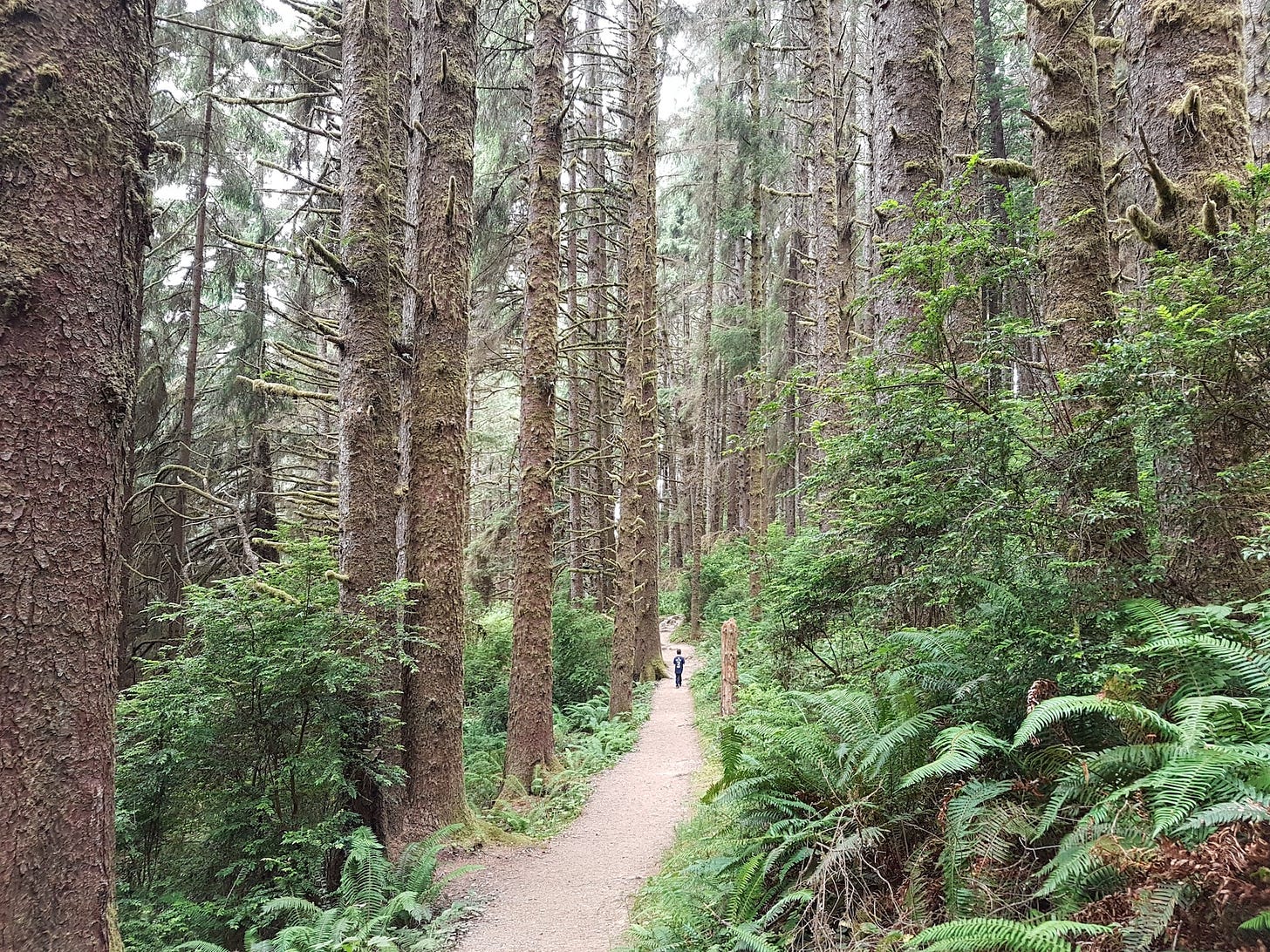 Forest trail between trees and ferns