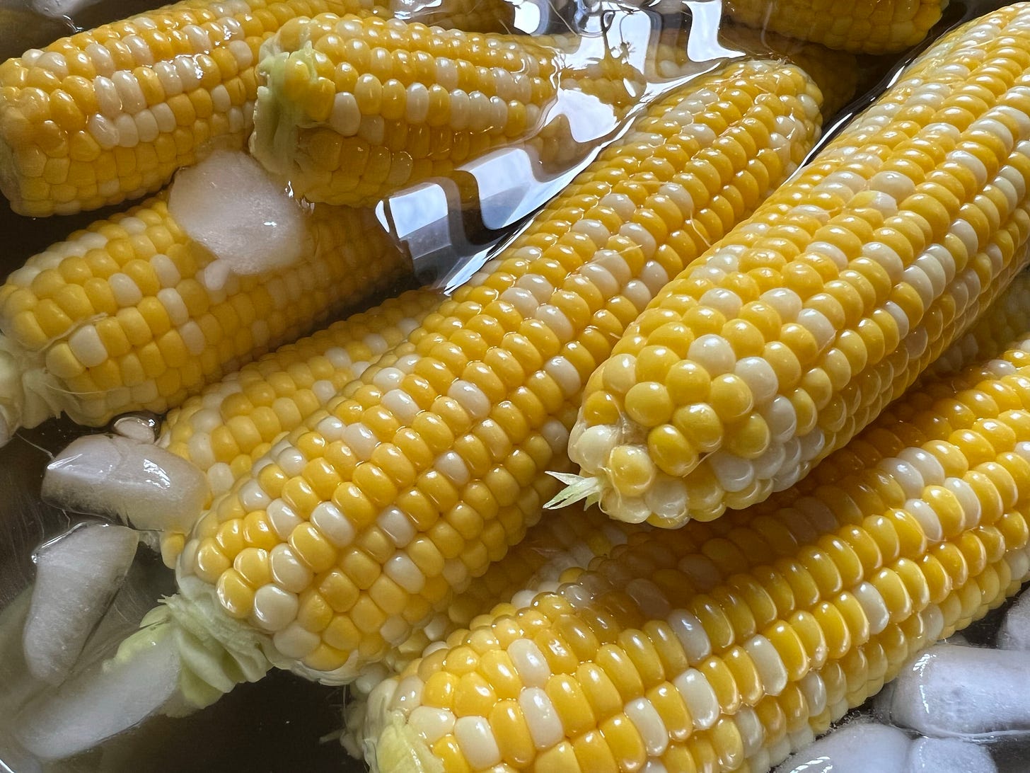 ears of corn in an ice bath