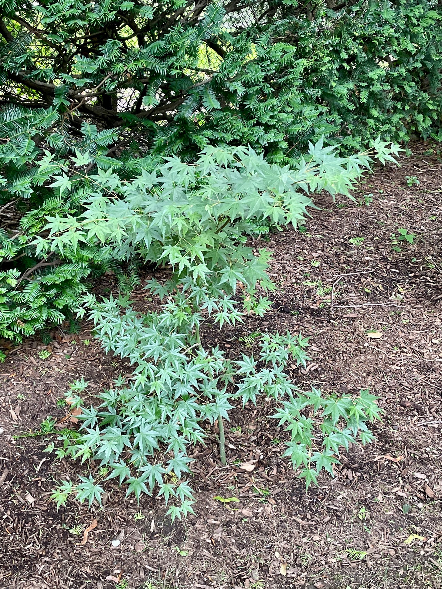 ID: Photo of my Japanese maple tree living it up in the suburbs, planted in the ground