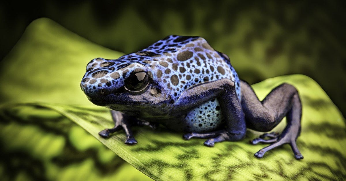 Poison Dart Frog Animal Facts | AZ Animals