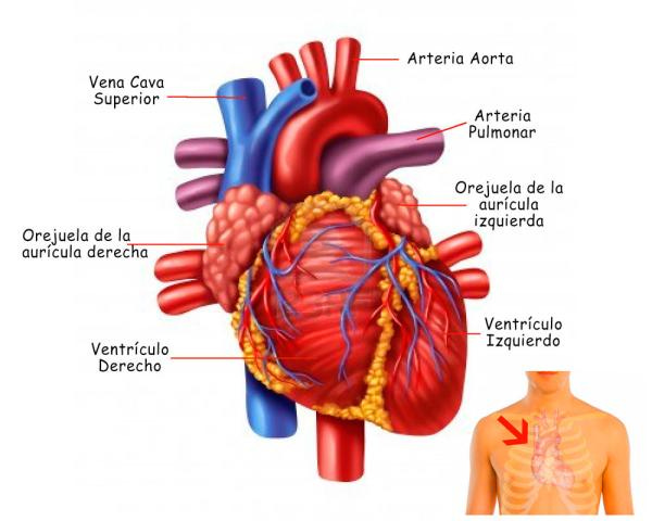 Partes del corazón y sus funciones