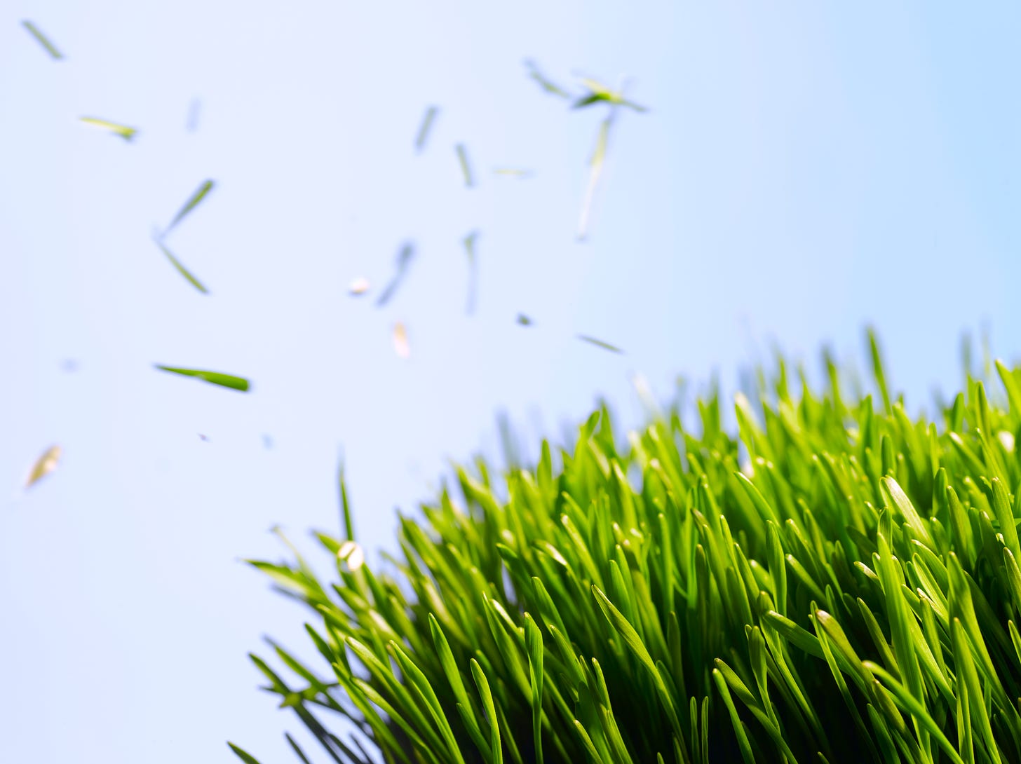 Blades of freshly cut  grass flying off a tuft of uncut grass