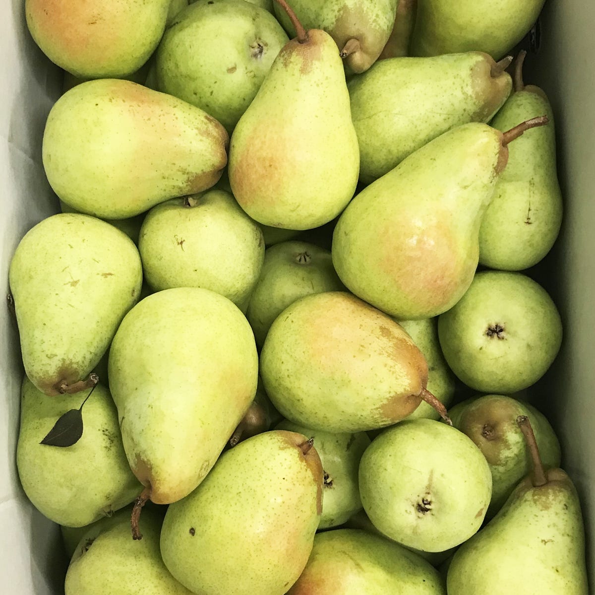 Harrow Crisp Pear - Large - BC - 4 Pears – Jarr - Package Free Grocery  Delivery