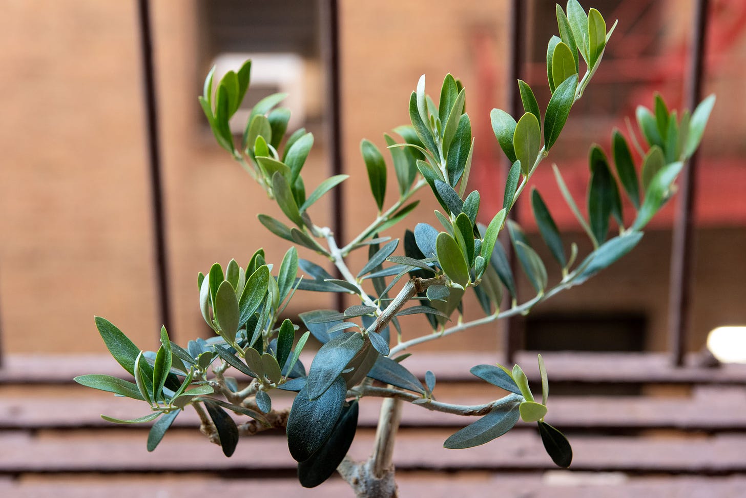 ID: Close up of olive pre bonsai's crown
