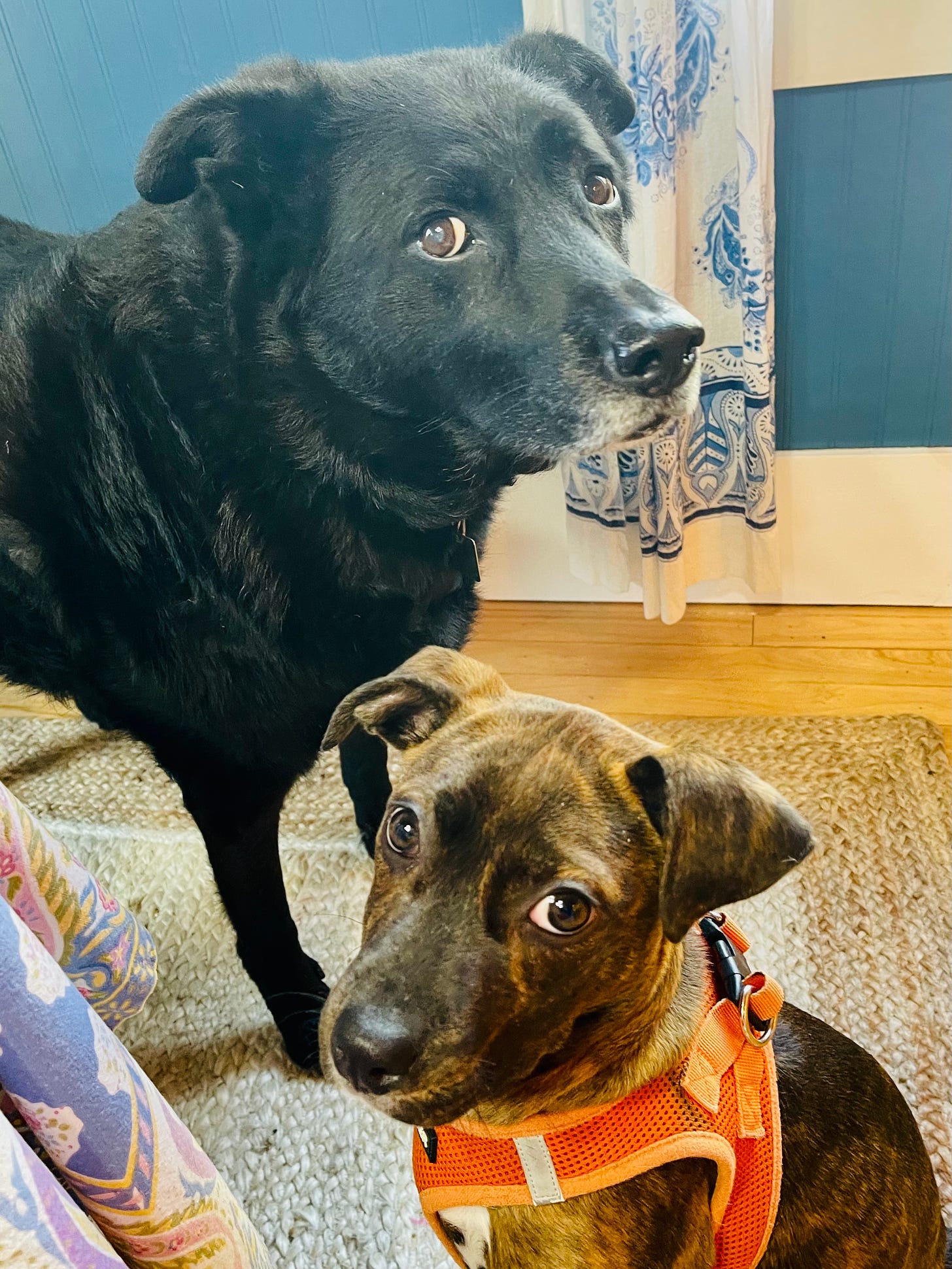 Two dogs in a kitchen, facing in opposite directions but both giving side eye