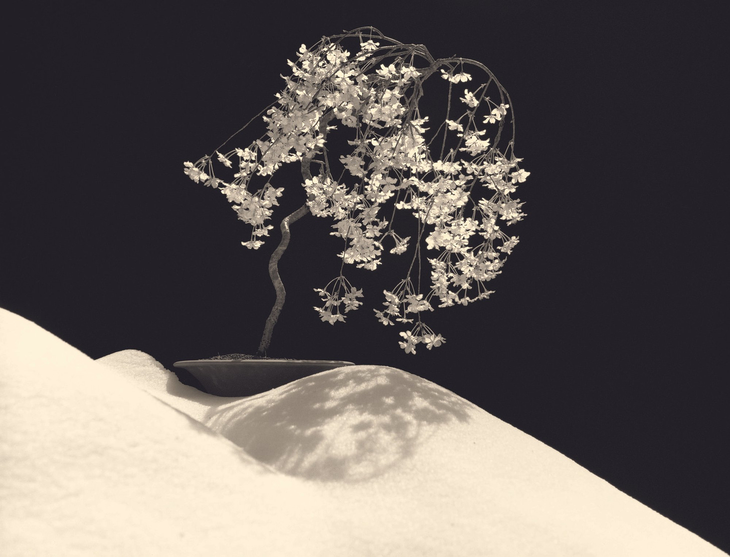 a bonsai appears against a black background, either on sand or snow; the whole print is sepia-toned