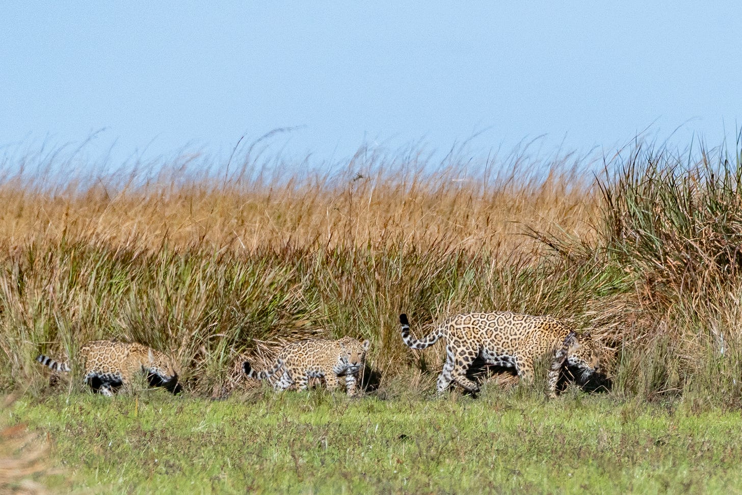 A jaguar and two cubs walking through high grass under a blue sky