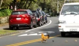 Traffic stopped to let a hen and chicks crossing a road