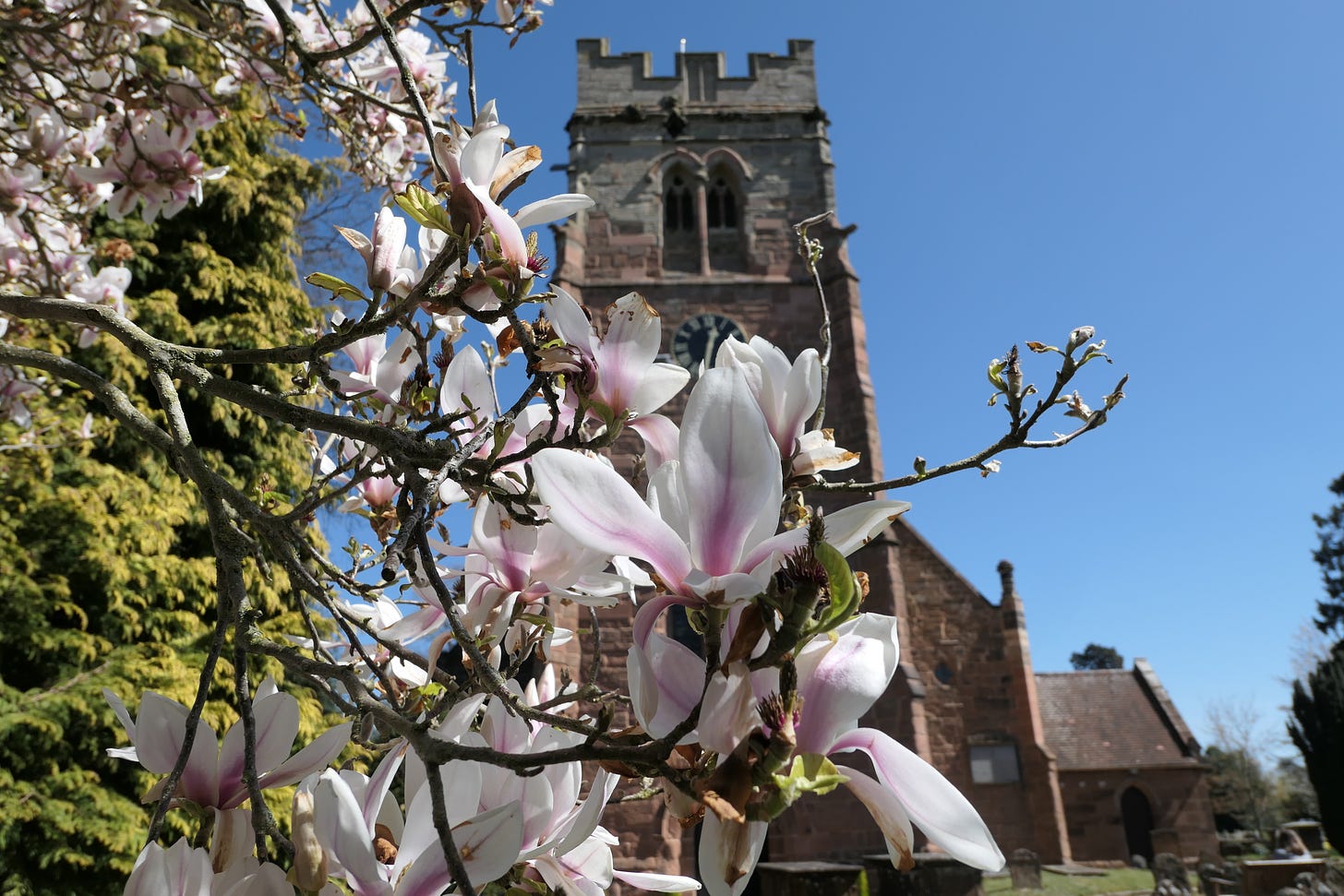 Blue skies and magnolia flowers in St Peter’s churchyard, Dunchurch, on Earth Day 2021 (c) South Rugby News
