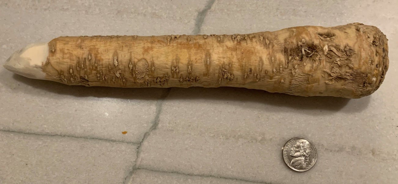 Image is a horseradish root, with nickel for scale. The nickel is quite a lot smaller than the horseradish root.