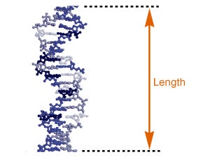 CalcTool: DNA strand length calculator