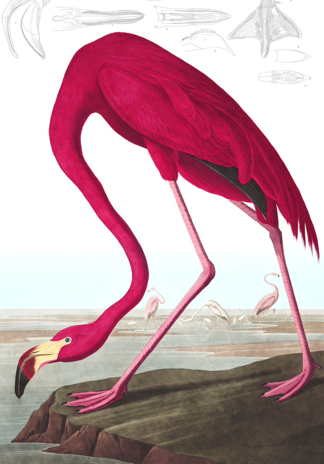 american flamingo