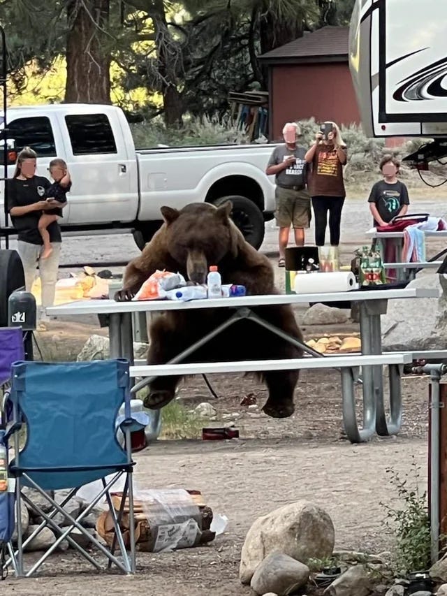Image: A large brown bear sits, human-like, at a picnic table appearing to feast on the food left on the table. People stand close by watching the bear.