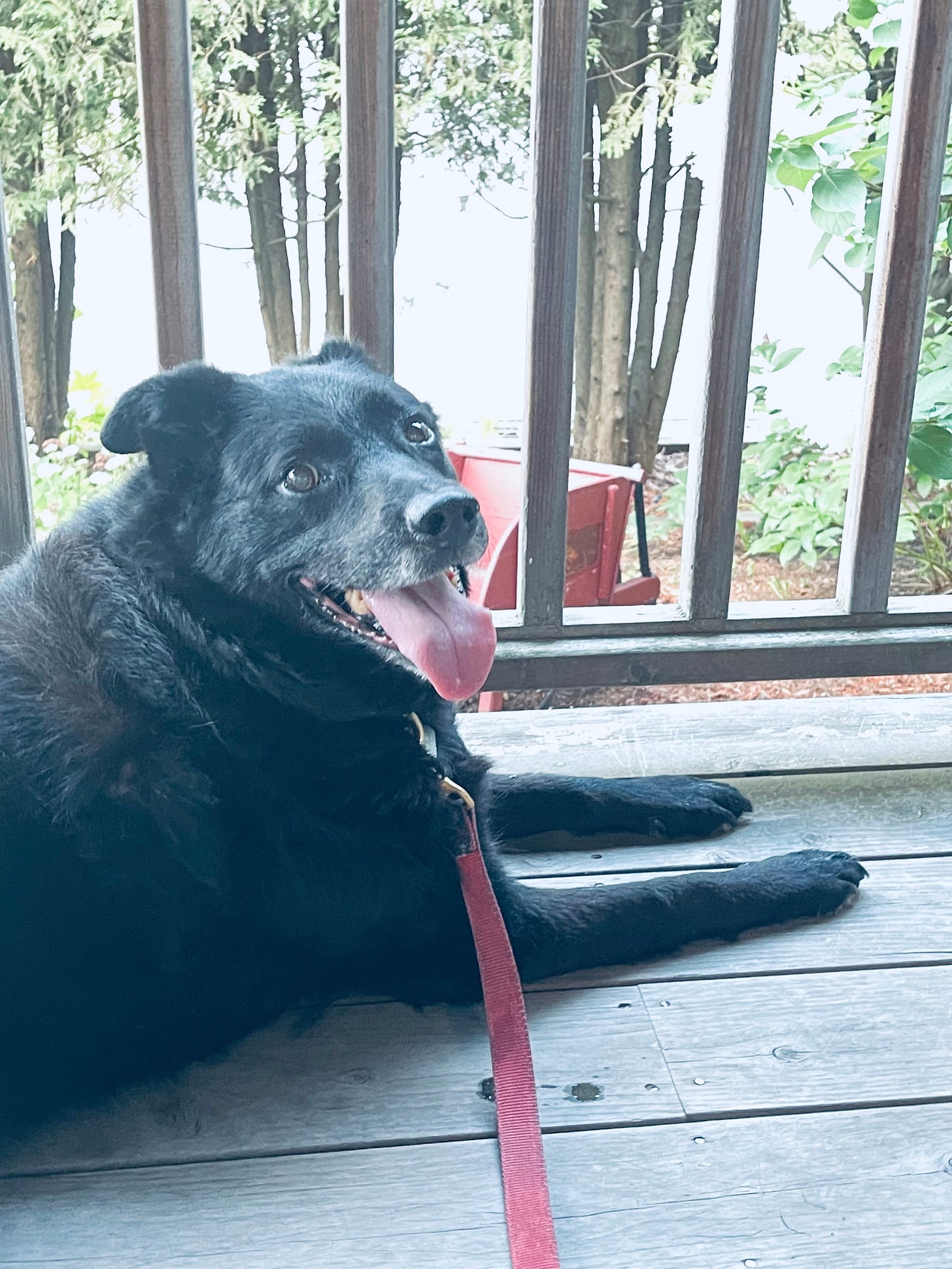 dog smiling on a porch