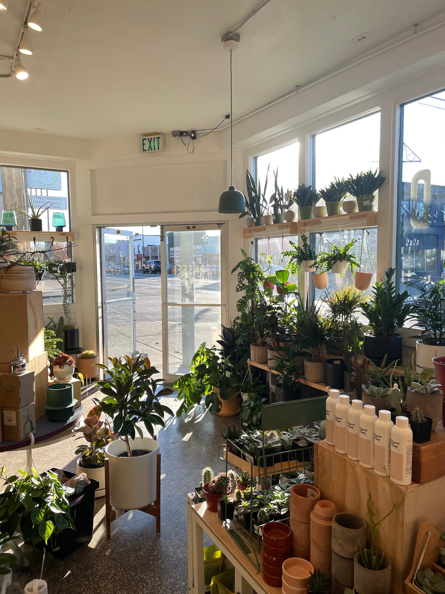 interior of a plant shop with sun streaming in from the windows