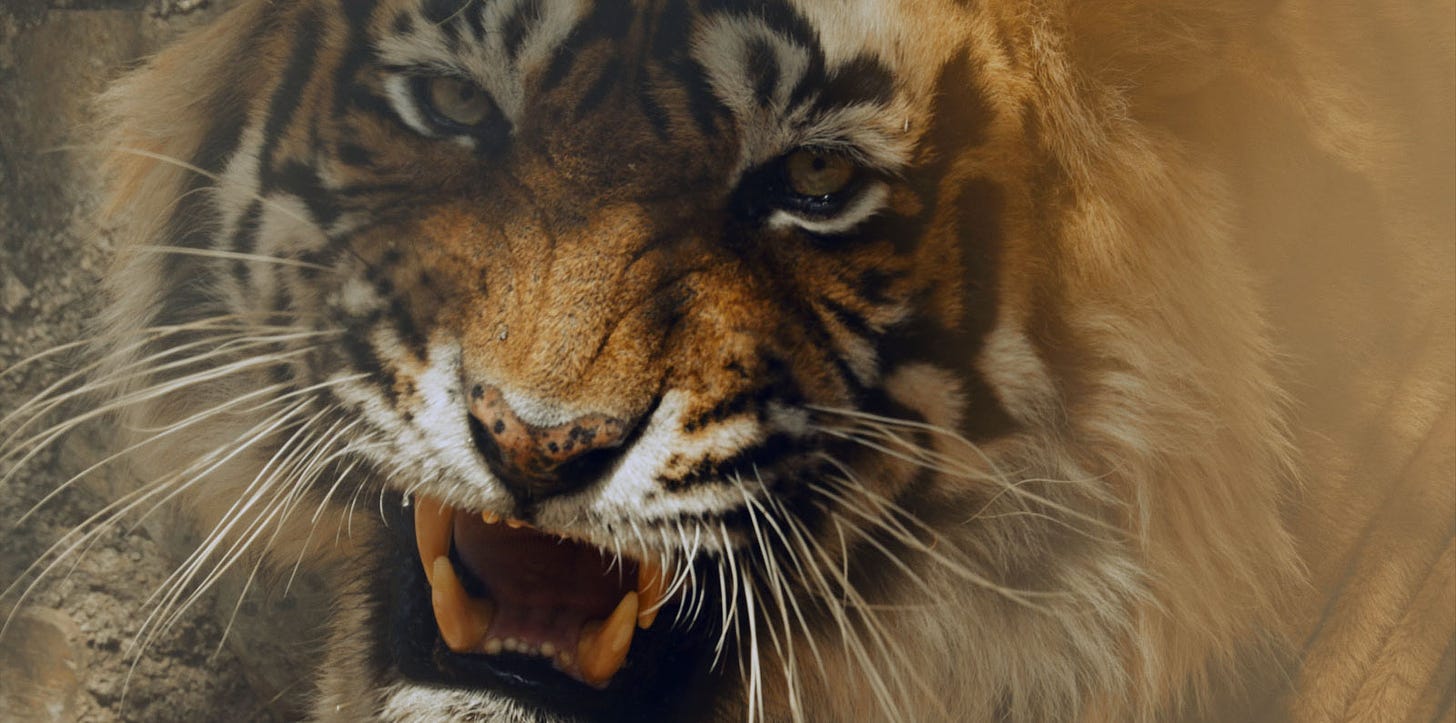 Tiger 24 | Film Threat