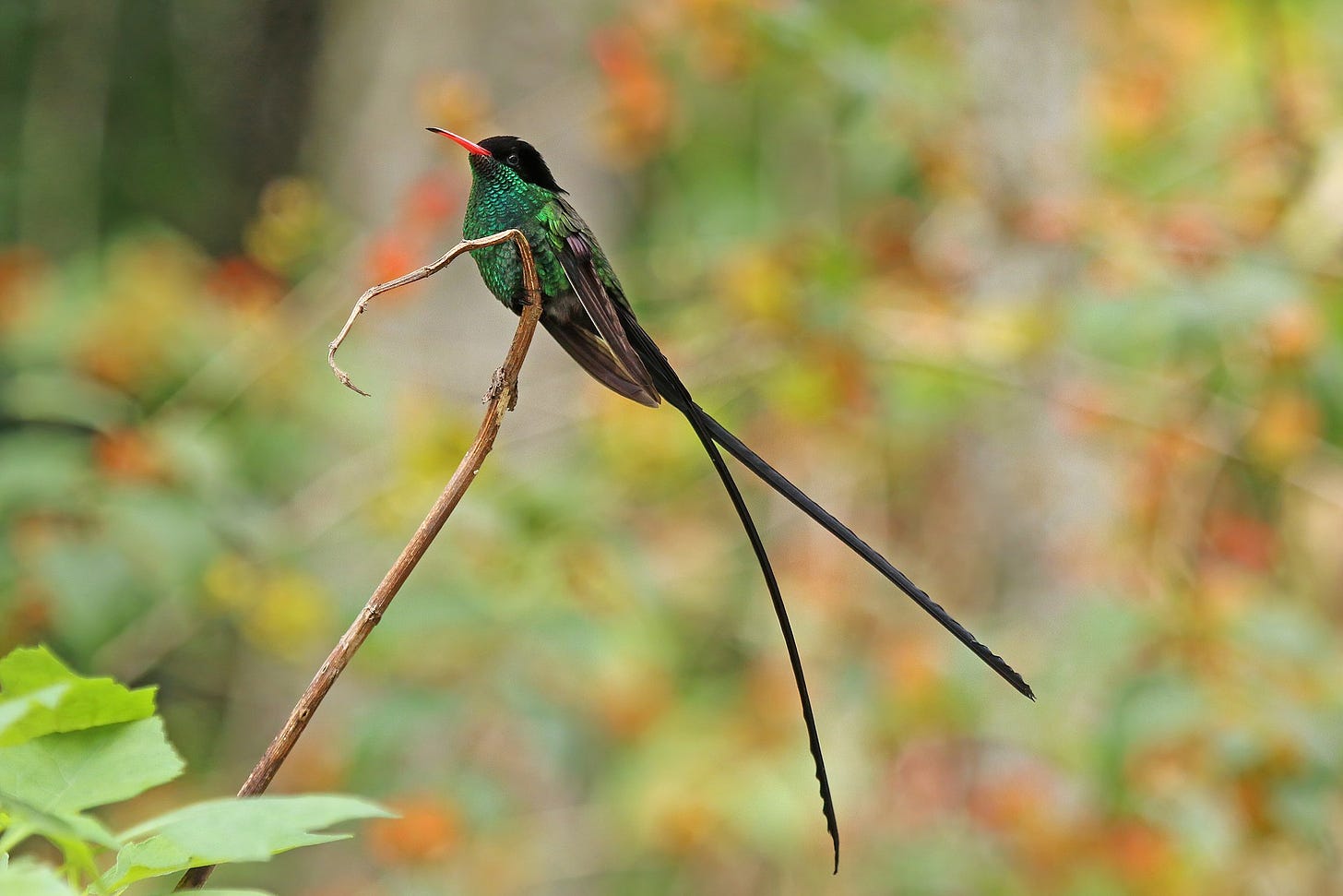 Red-billed streamertail( Trochilus polytmus) adult male 2.jpg