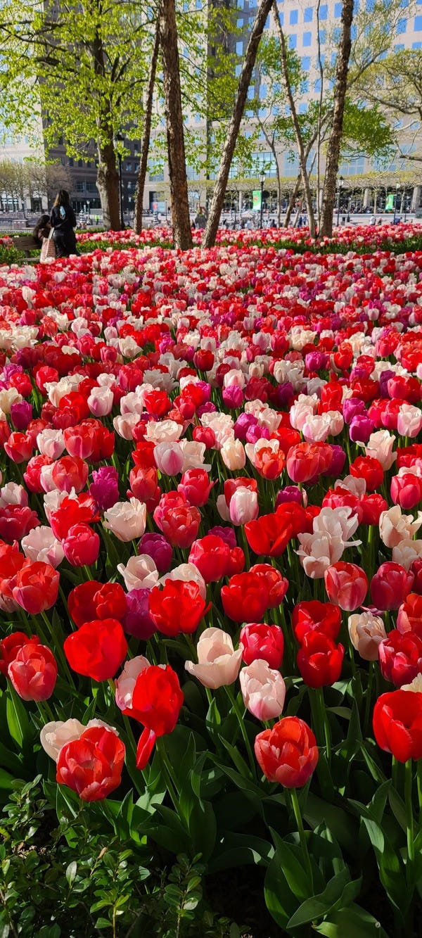 Amazing display of tulips
