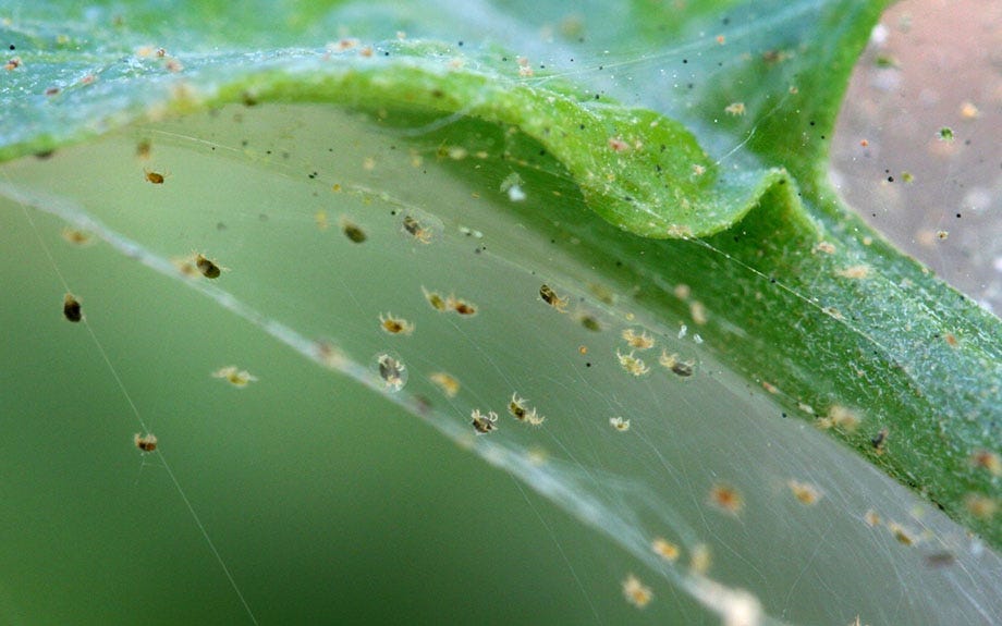 Spider Mites: Symptoms, Prevention & Control in Northern Virginia -  Riverbend Landscapes & Tree Service