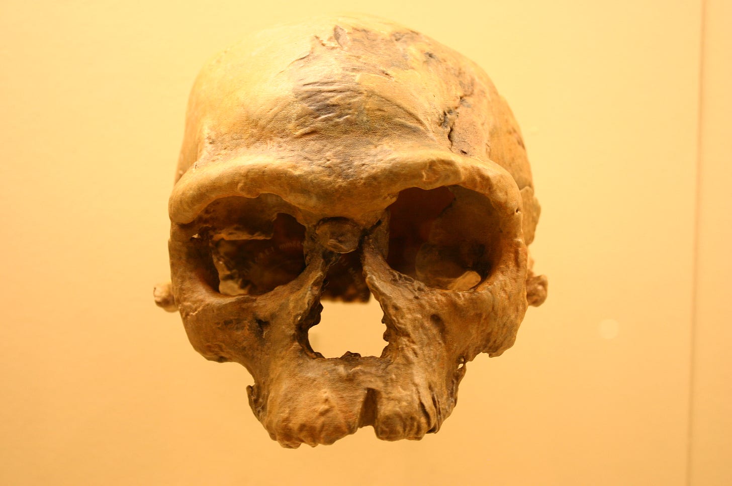 File:Jebel Irhoud 1. Homo Sapiens.jpg - Wikimedia Commons