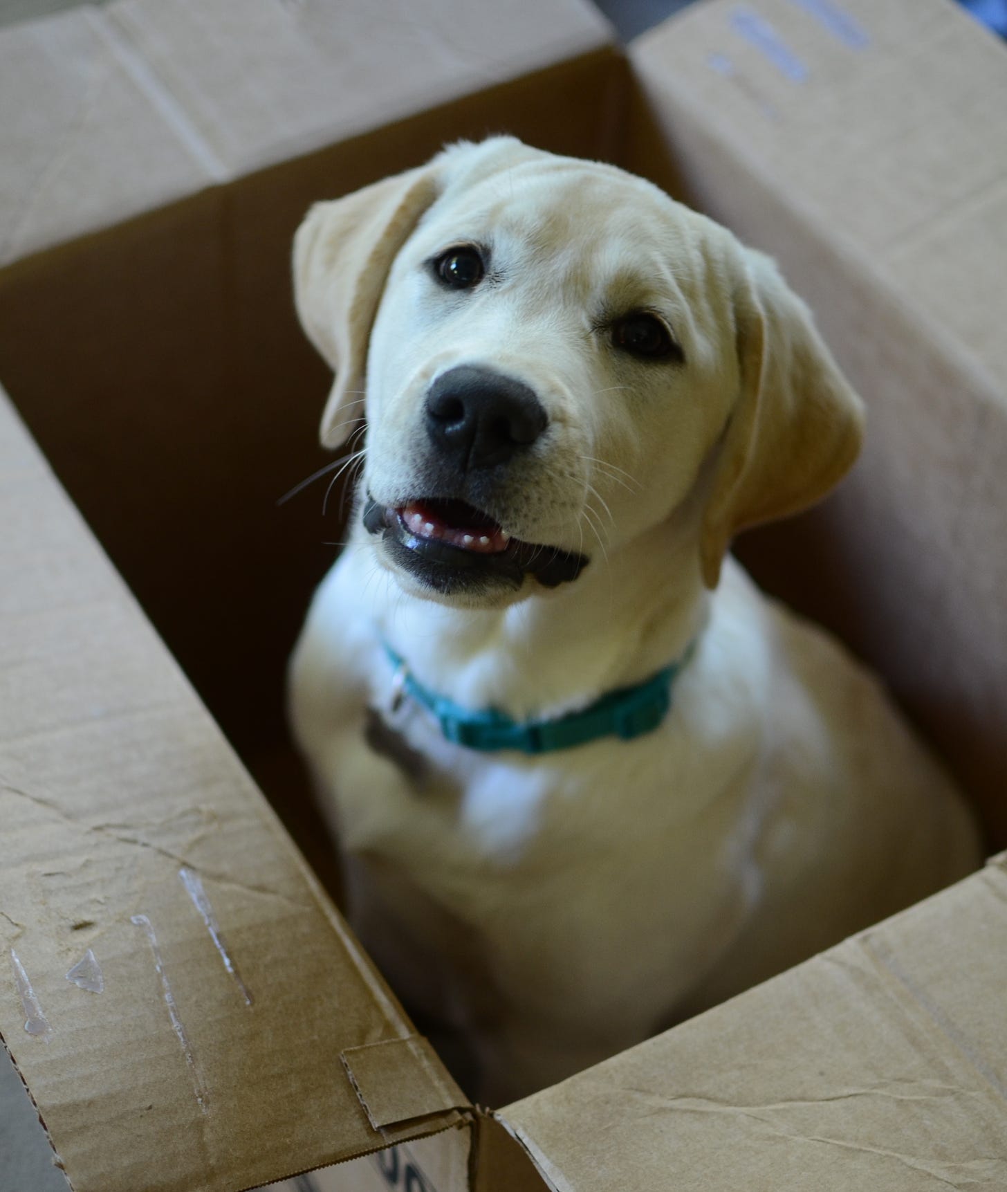 A yellow Labrador retriever puppy sits in a brown cardboard box. She's missing her two center bottom teeth.