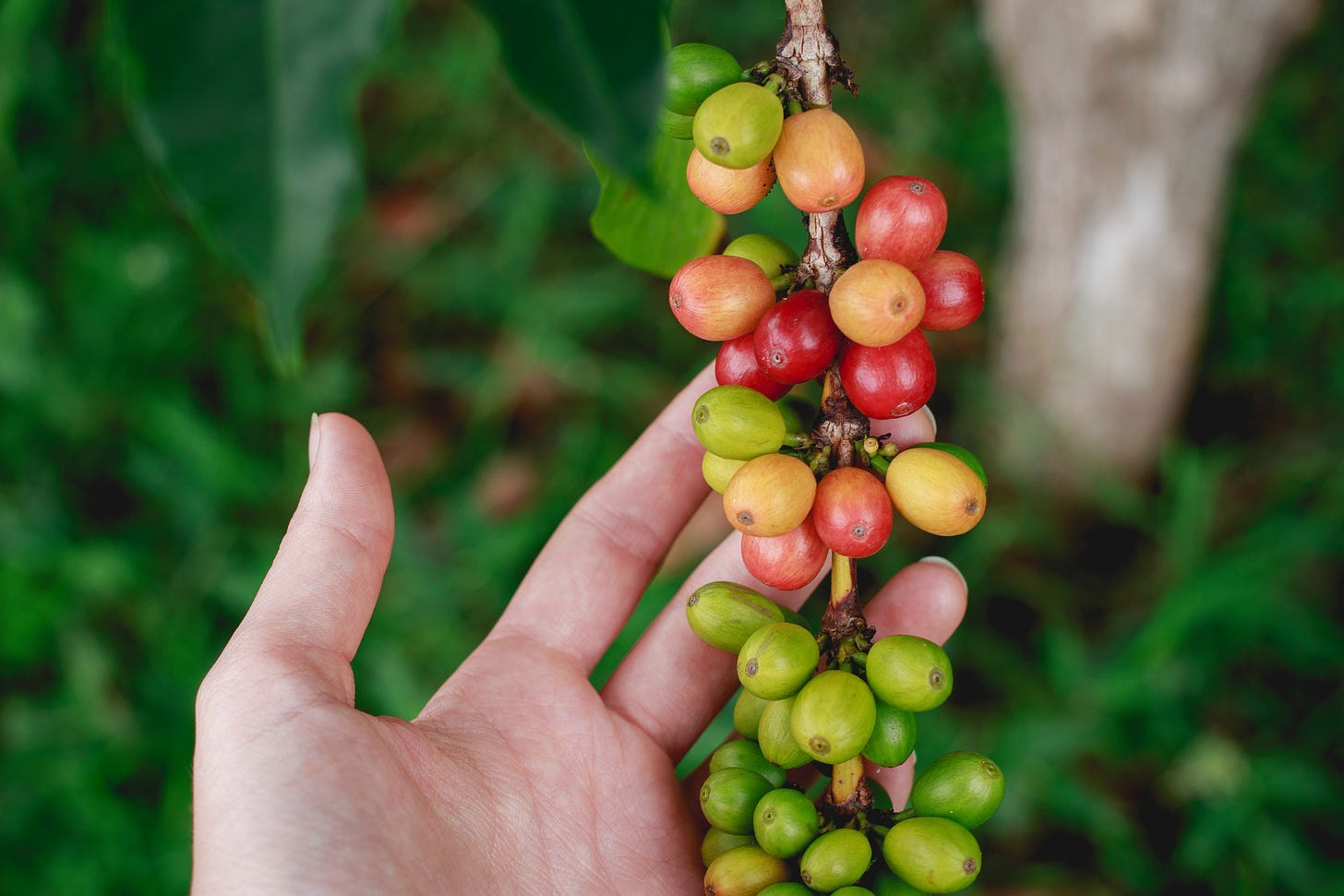 A hand holding coffee cherries still on the vine towards the camera.