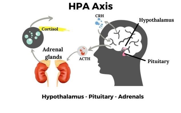 HPA Axis Dysfunction: Cortisol and Stress - Genetic Lifehacks