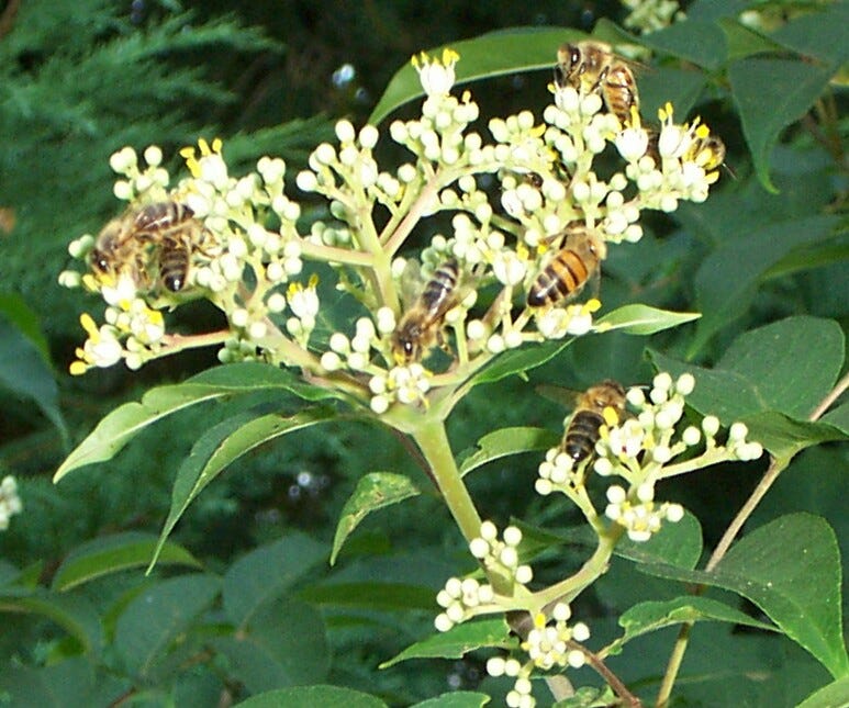 Honeybees gathering on flowers of the 'bee bee tree'