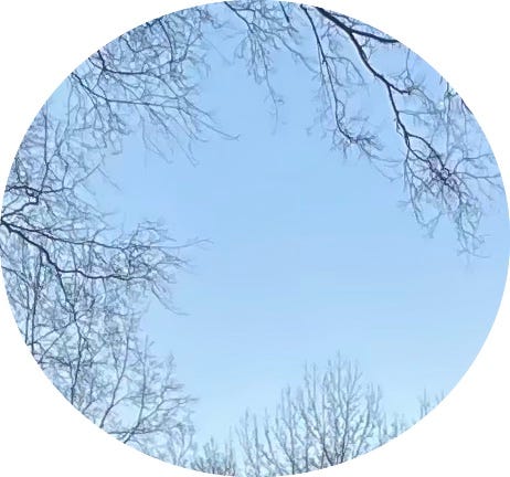 Clear sky. Tree branches reaching from almost every direction. Orientation unknown.