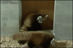 A gif of one red panda playfully tackling another red panda