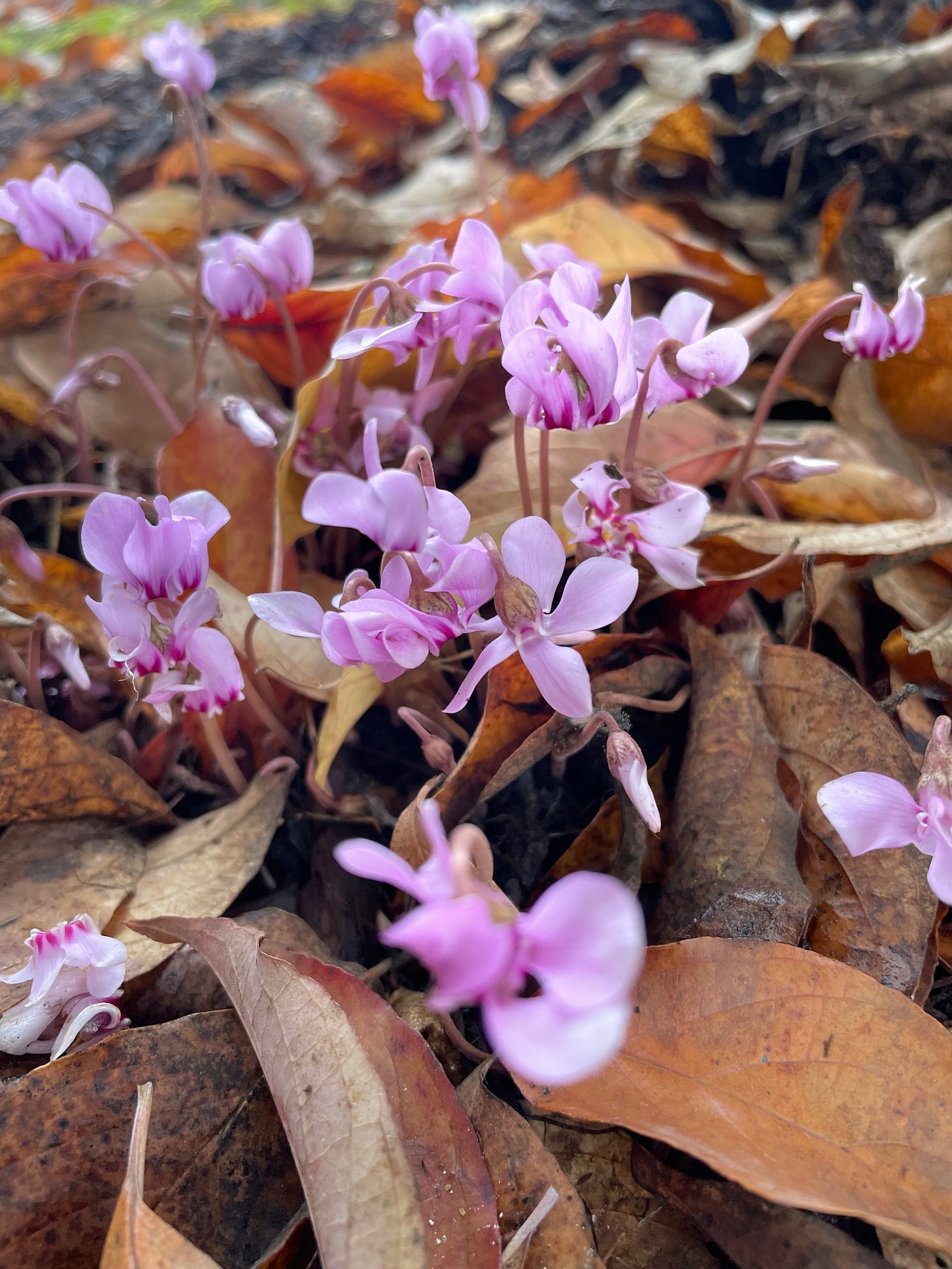 Light purple flowers amidst brown leaves.