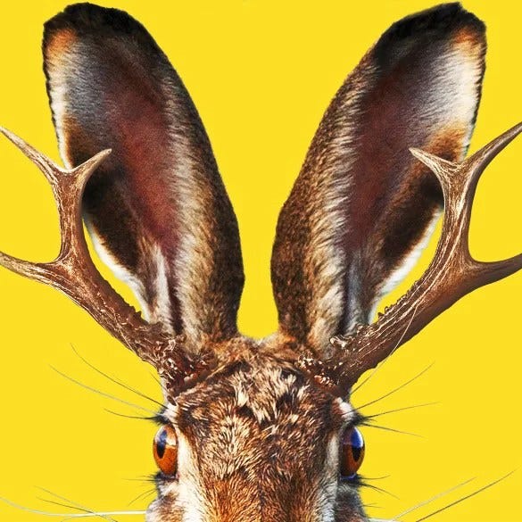 On the Trail of the Jackalope - As Real as You Want Them to Be - Sierra  Nevada Ally