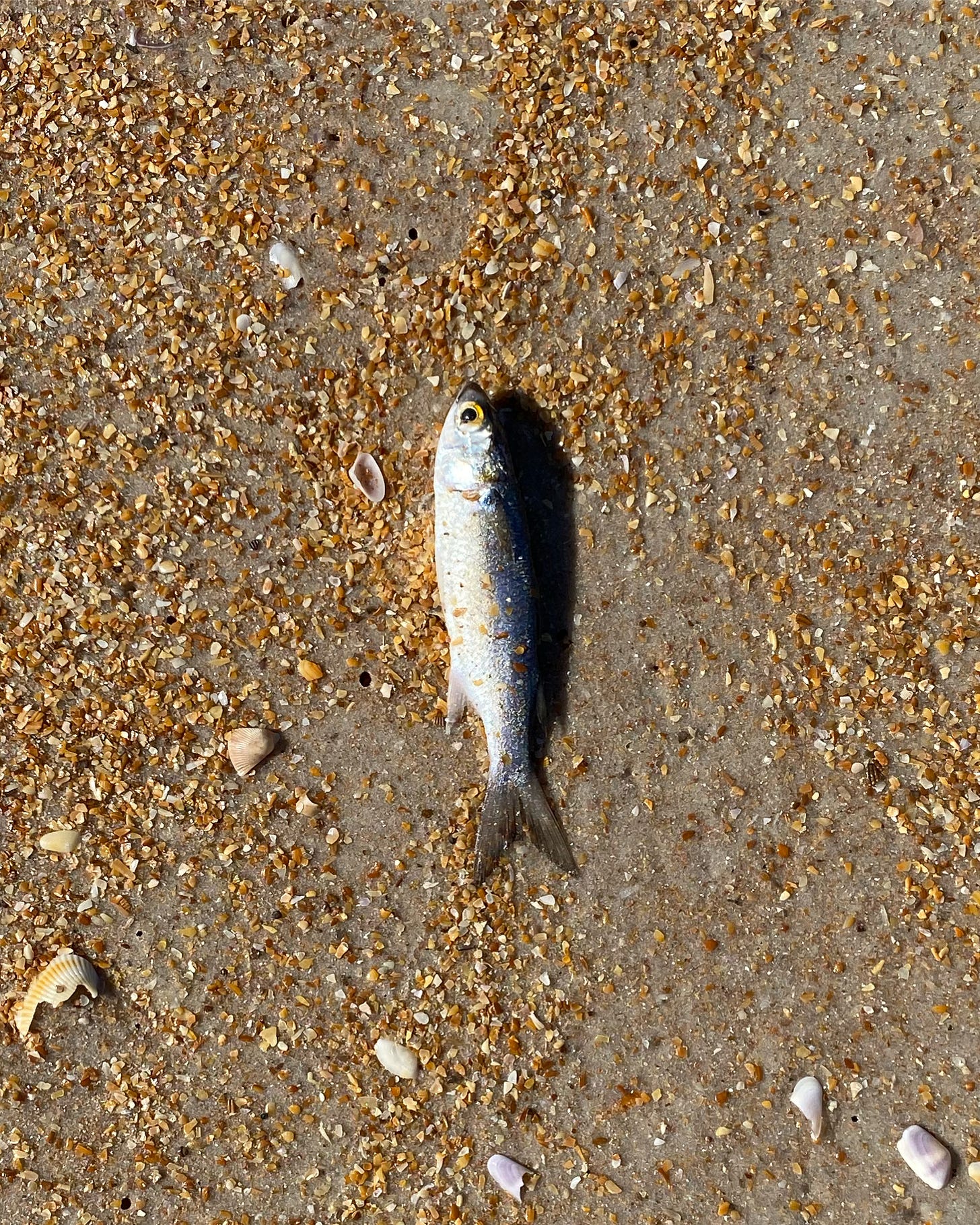 Beach meat