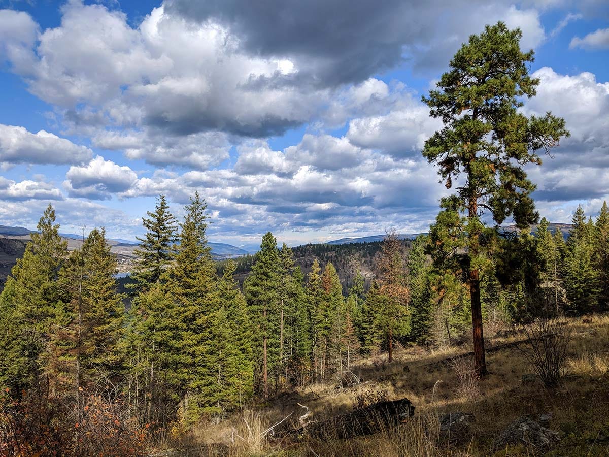 ponderosa pine forest on a grassy slope with hints of past fires, lake and hills in the distance