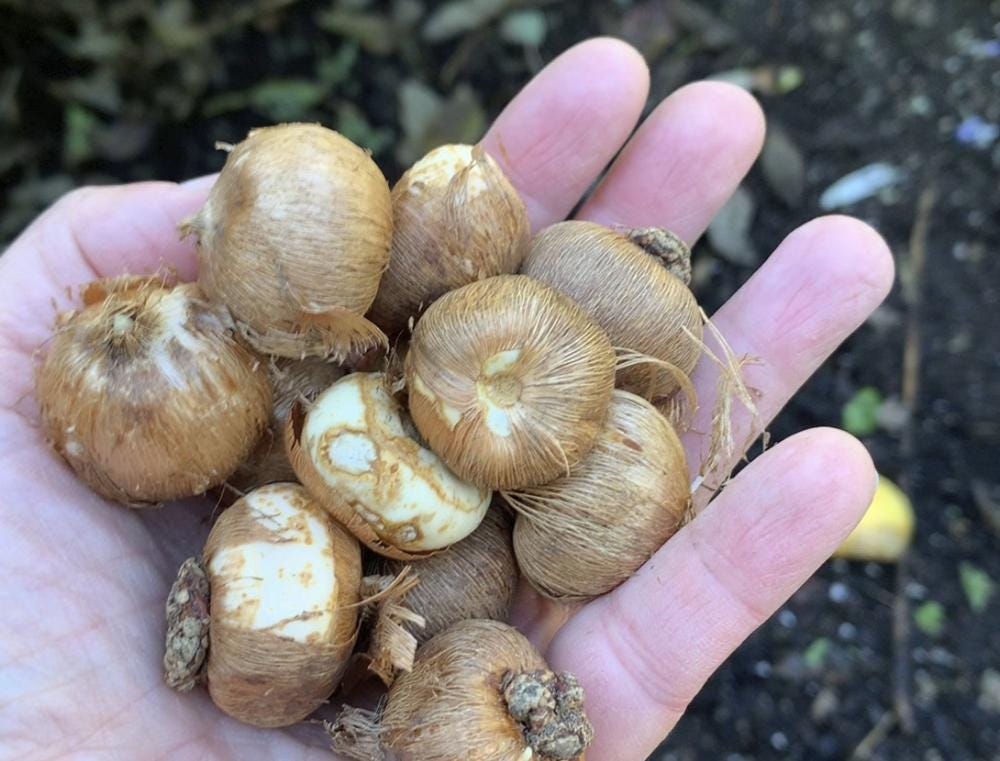 This November 2021 photo provided by Jessica Damiano shows a handful of spring bulbs in Glen Head, N.Y. (Jessica Damiano via AP)