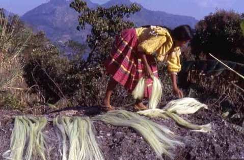 Drying maguey fiber in the sun.