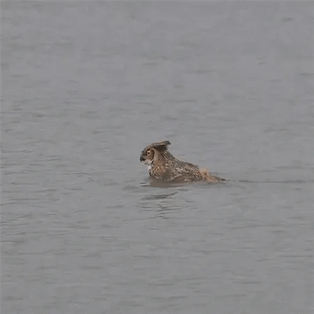 owl swimming GIF