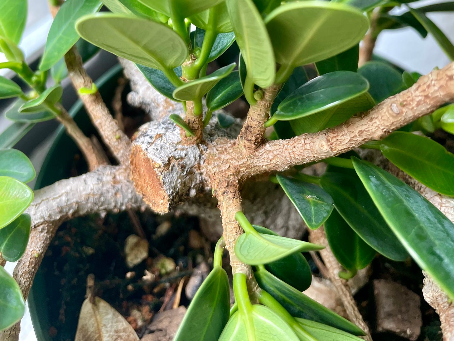 ID: A closeup view of the ficus from above showing a cut branch and fattening new leader.