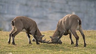 File:06 Alpine Ibex Photo by Giles Laurent.jpg